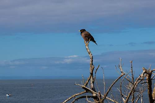 black rock vic brown bird perched on branch australia